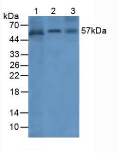 Polyclonal Antibody to Angiopoietin 1 (ANGPT1)