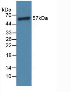 Polyclonal Antibody to Angiopoietin 1 (ANGPT1)