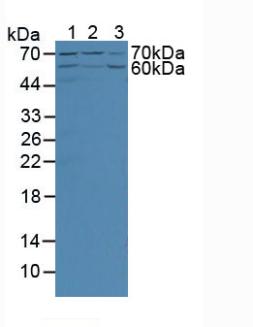 Polyclonal Antibody to Angiopoietin 2 (ANGPT2)