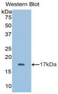 Polyclonal Antibody to Brain Derived Neurotrophic Factor (BDNF)