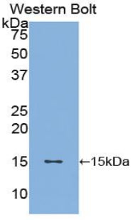 Polyclonal Antibody to Brain Derived Neurotrophic Factor (BDNF)