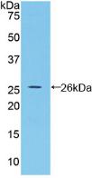 Polyclonal Antibody to Bone Morphogenetic Protein 2 (BMP2)