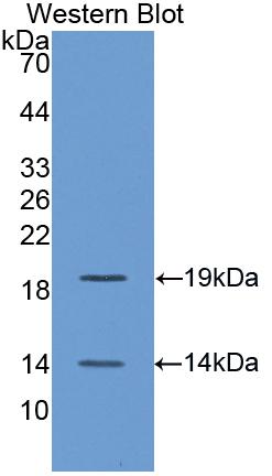 Polyclonal Antibody to Bone Morphogenetic Protein 4 (BMP4)