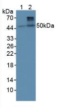 Polyclonal Antibody to Bone Morphogenetic Protein 4 (BMP4)