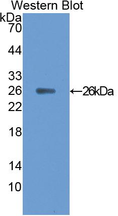 Polyclonal Antibody to Ciliary Neurotrophic Factor (CNTF)