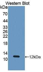 Polyclonal Antibody to Eosinophil Chemotactic Factor (ECF)