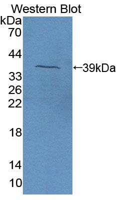 Polyclonal Antibody to Eosinophil Chemotactic Factor (ECF)