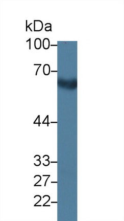 Polyclonal Antibody to E-selectin