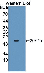 Polyclonal Antibody to Factor Related Apoptosis (FAS)