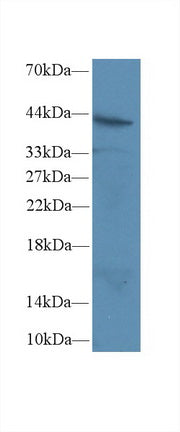 Polyclonal Antibody to Factor Related Apoptosis (FAS)