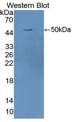 Polyclonal Antibody to Factor Related Apoptosis Ligand (FASL)