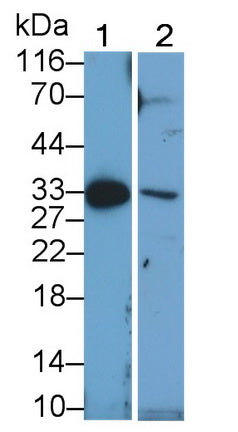 Polyclonal Antibody to Factor Related Apoptosis Ligand (FASL)