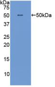 Polyclonal Antibody to Interferon Alpha (IFNa)