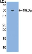 Polyclonal Antibody to Interferon Alpha (IFNa)