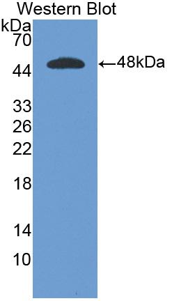 Polyclonal Antibody to Interferon Alpha (IFNa)