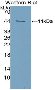 Polyclonal Antibody to Interferon Alpha (IFNa)