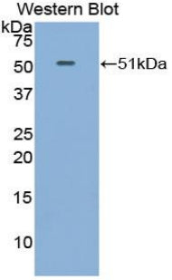 Polyclonal Antibody to Fibroblast Growth Factor 6 (FGF6)