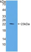 Polyclonal Antibody to Fibroblast Growth Factor 6 (FGF6)