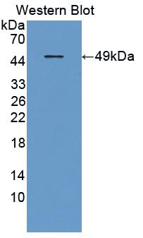 Polyclonal Antibody to Fibroblast Growth Factor 6 (FGF6)