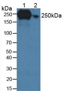 Polyclonal Antibody to Fibronectin (FN)