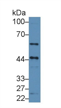 Polyclonal Antibody to Chemokine C-X3-C-Motif Ligand 1 (CX3CL1)