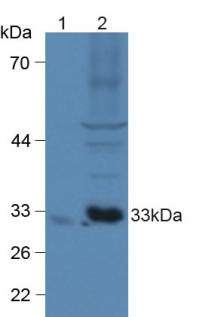 Polyclonal Antibody to Chemokine C-X3-C-Motif Ligand 1 (CX3CL1)