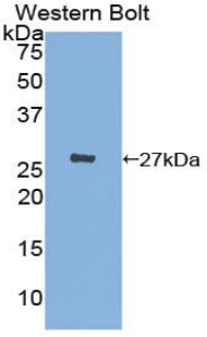 Polyclonal Antibody to Chemokine C-X3-C-Motif Ligand 1 (CX3CL1)