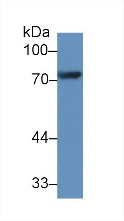 Polyclonal Antibody to Chemokine C-X3-C-Motif Ligand 1 (CX3CL1)