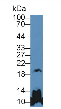 Polyclonal Antibody to Growth Hormone (GH)