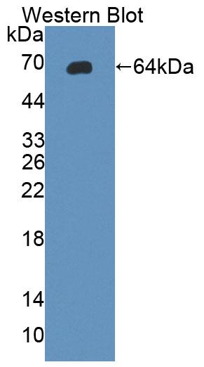 Polyclonal Antibody to Glycoprotein 130 (gp130)