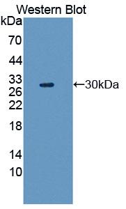 Polyclonal Antibody to Hepatocyte Growth Factor (HGF)