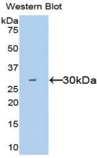 Polyclonal Antibody to Hepatocyte Growth Factor (HGF)