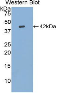 Polyclonal Antibody to Insulin Like Growth Factor 1 (IGF1)