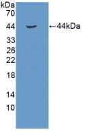 Polyclonal Antibody to Insulin Like Growth Factor 1 (IGF1)