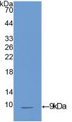 Polyclonal Antibody to Insulin Like Growth Factor 1 (IGF1)