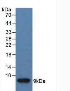 Polyclonal Antibody to Insulin Like Growth Factor 2 (IGF2)