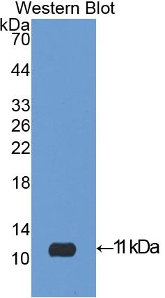 Polyclonal Antibody to Insulin Like Growth Factor 2 (IGF2)