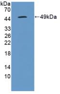 Polyclonal Antibody to Interleukin 10 (IL10)