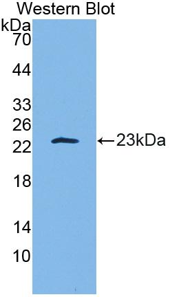 Polyclonal Antibody to Interleukin 10 (IL10)