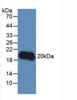 Polyclonal Antibody to Interleukin 10 (IL10)