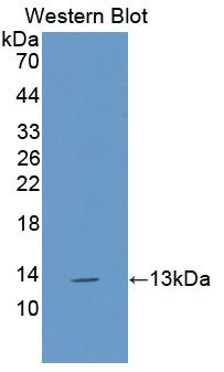 Polyclonal Antibody to Interleukin 13 (IL13)