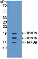 Polyclonal Antibody to Interleukin 15 (IL15)