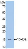 Polyclonal Antibody to Interleukin 15 (IL15)