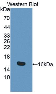 Polyclonal Antibody to Interleukin 16 (IL16)