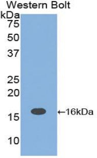 Polyclonal Antibody to Interleukin 16 (IL16)