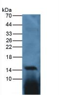 Polyclonal Antibody to Interleukin 17 (IL17)