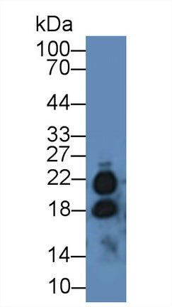 Polyclonal Antibody to Interleukin 17 (IL17)