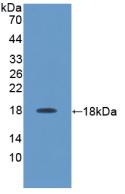 Polyclonal Antibody to Interleukin 17 (IL17)