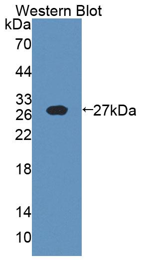 Polyclonal Antibody to Interleukin 18 (IL18)