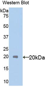 Polyclonal Antibody to Interleukin 18 (IL18)